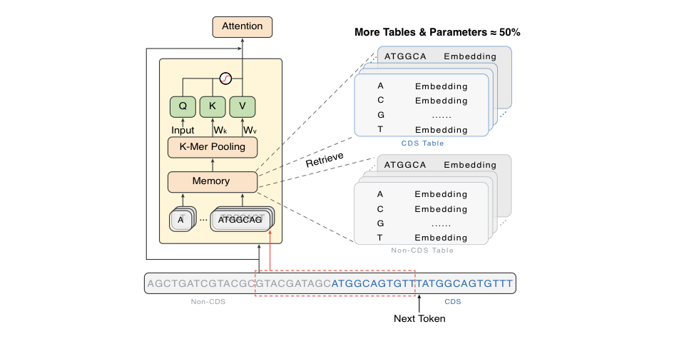 Meno conditional memory architecture showing sequence input, partitioned memory retrieval, and model output
